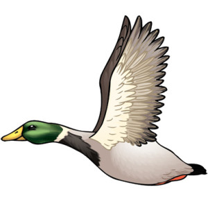 duck-color01-300x300