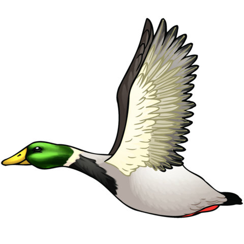 duck-color01