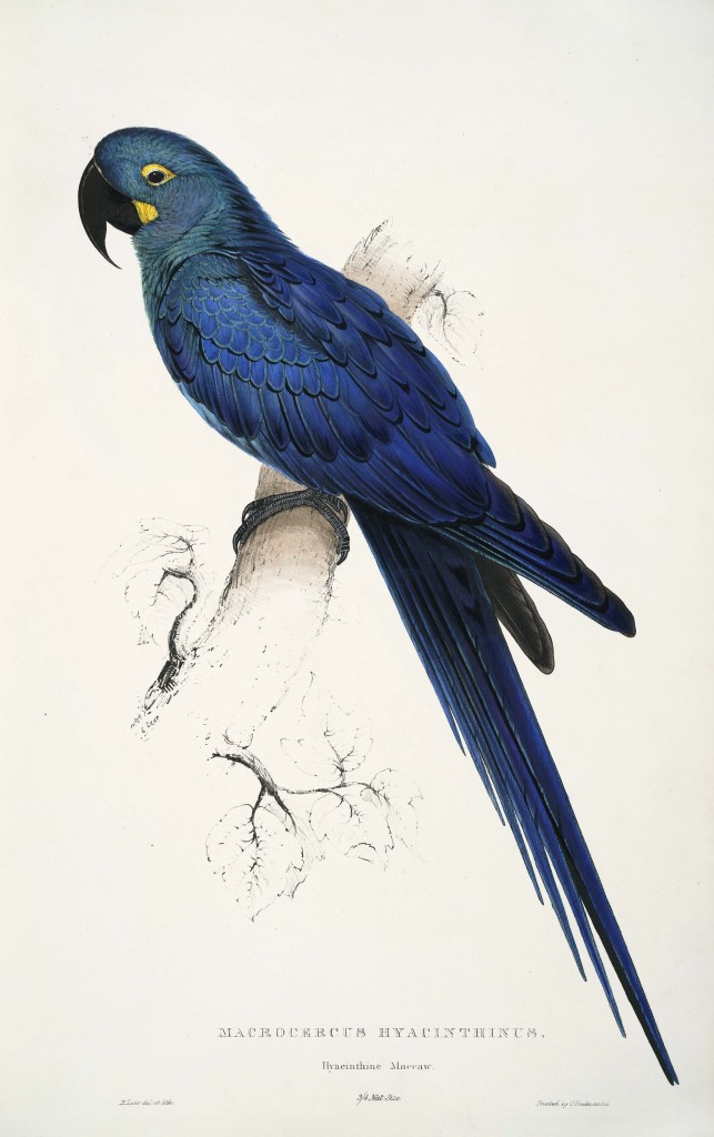 Lears-Macaw-Indigo-Macaw-by-Edward-Lear-Wikimedia-643x1024