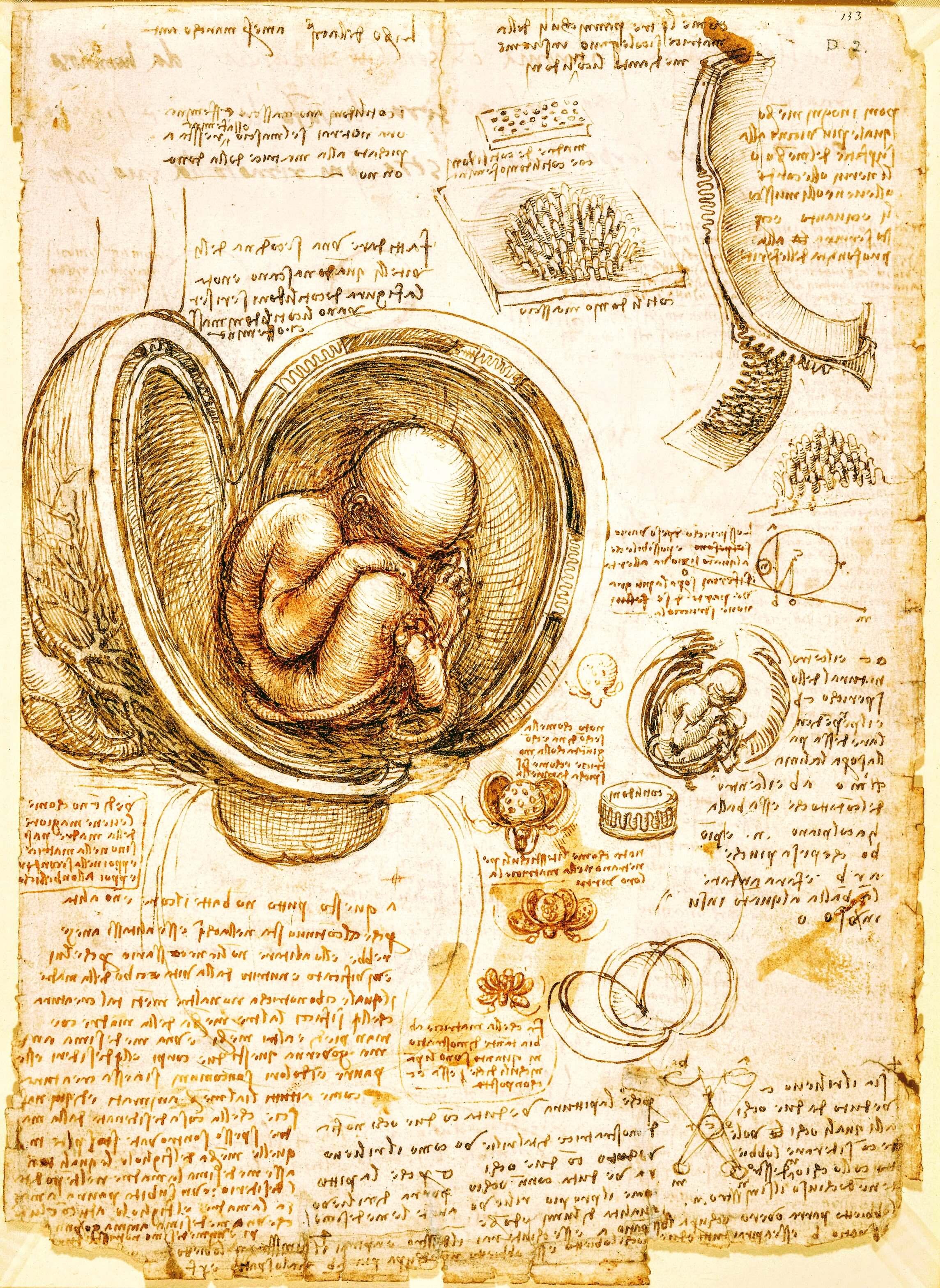 Studies%20of%20the%20Fetus%20in%20the%20Womb%20-%20Leonardo%20da%20Vinci%20-%20WikimediaCommons