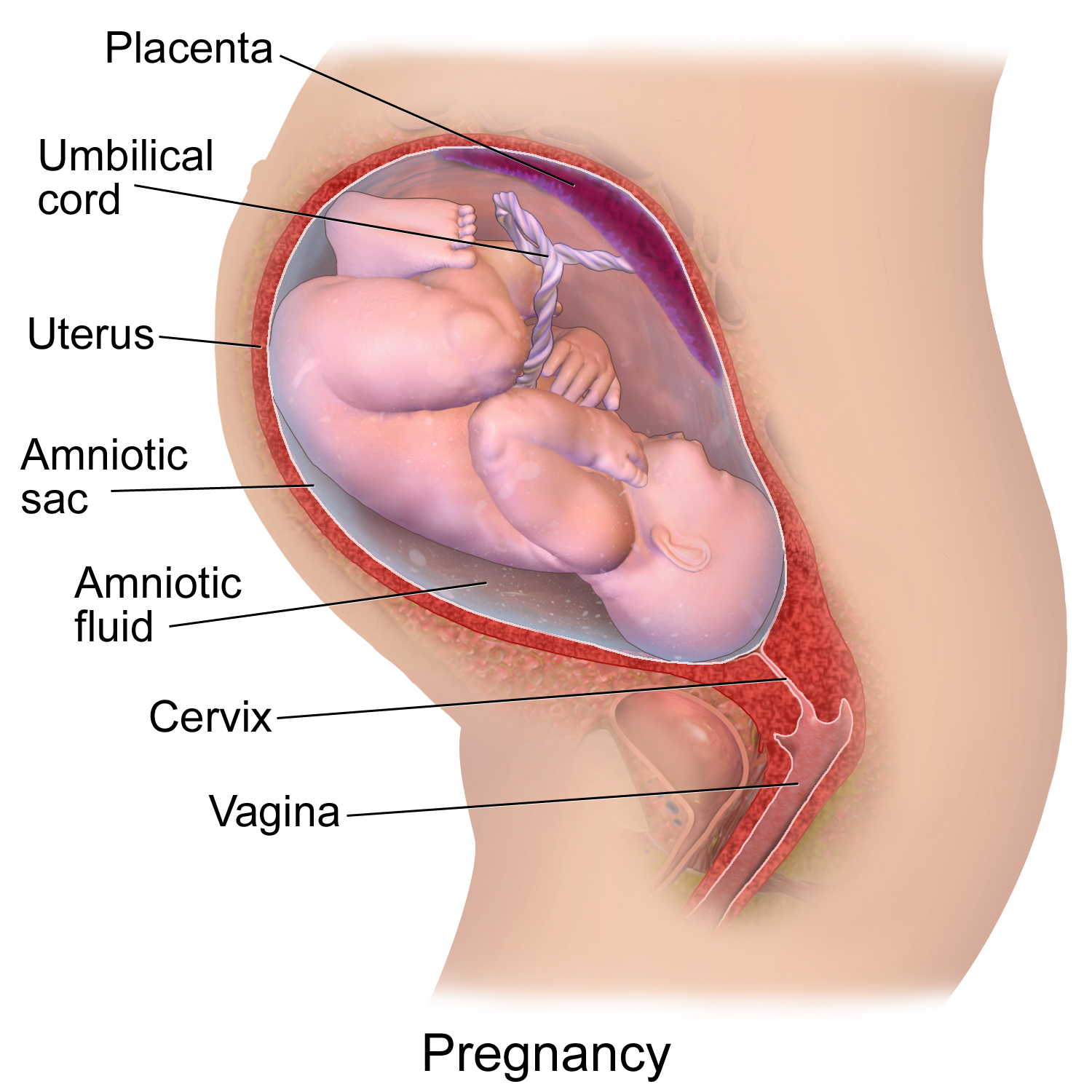 Pregnancy%20-%20Medical%20Gallery%20of%20Blausen%20Medical%20%28Wikimedia%20Commons%29 Pregnancy%20-%20Medical%20Gallery%20of%20Blausen%20Medical%20%28Wikimedia%20Commons%29