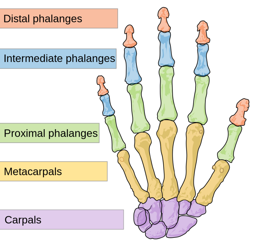 Is it okay for children to count on their fingers?