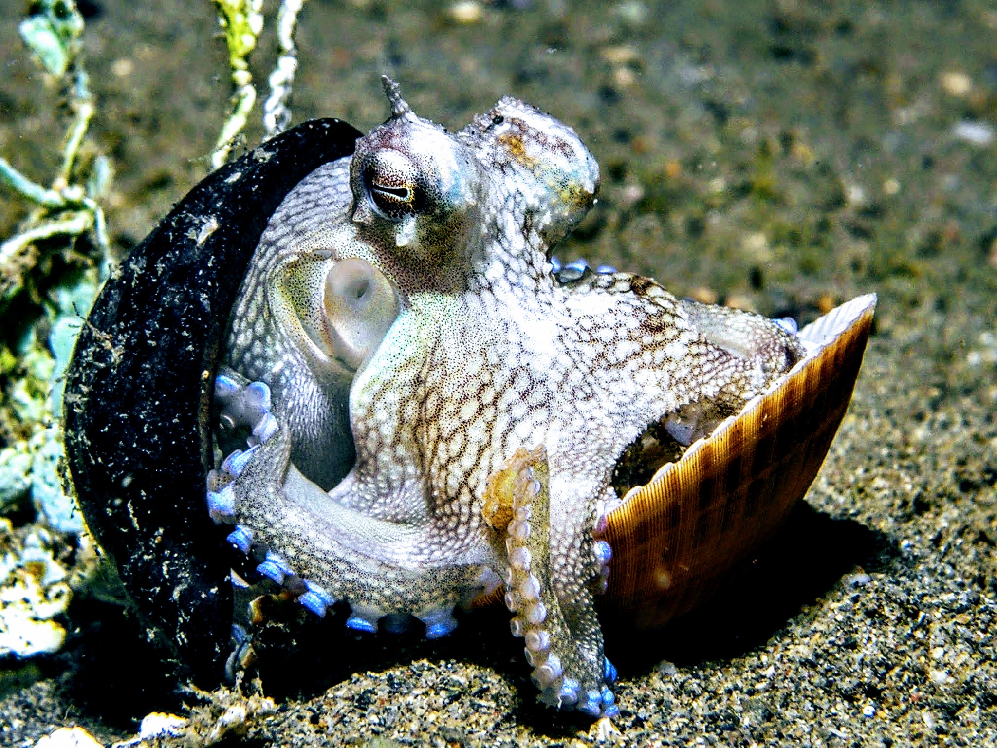 Do Octopuses Have Beaks 45 - rz5e7qw