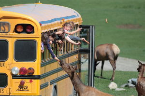 Children-feeding-deers-in-Canada-Wikipedia-300x199